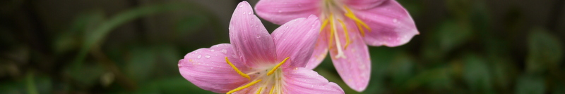 flower_title