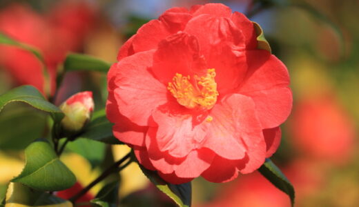 町会だより・4月